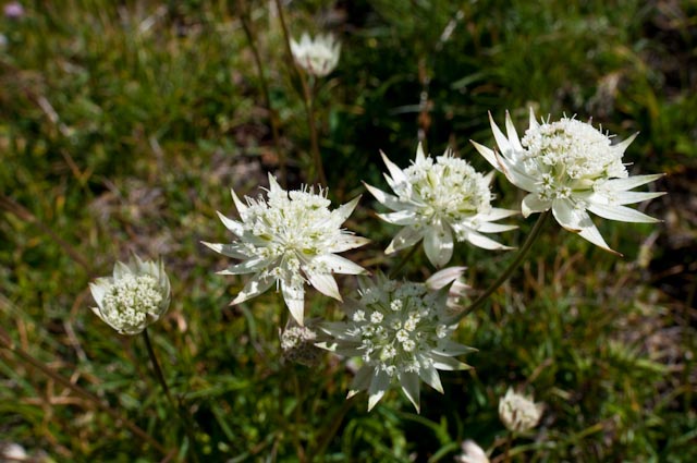 Astrantia pauciflora subsp. tenorei / Astranzia di Tenore